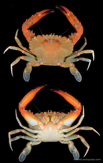 Thranita spinimana