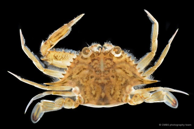 Xiphonectes sp. "cf. hastatoides" • © CMBS photography team • All Rights Reserved