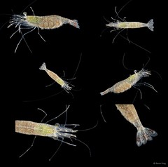 Nikoides sp. "INT-1359"