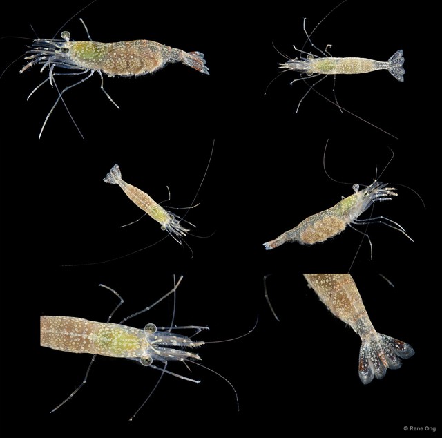 Nikoides sp. "INT-1359" • © Rene Ong • All Rights Reserved
