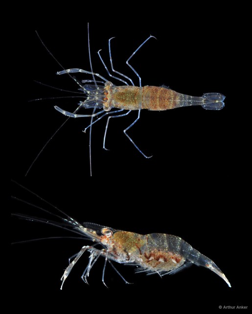 Nikoides sp. "JS-1405" • © Arthur Anker • All Rights Reserved