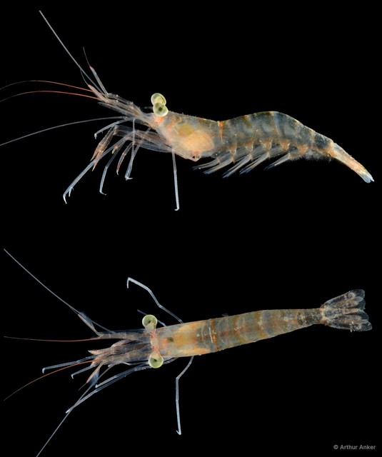 Nikoides danae
