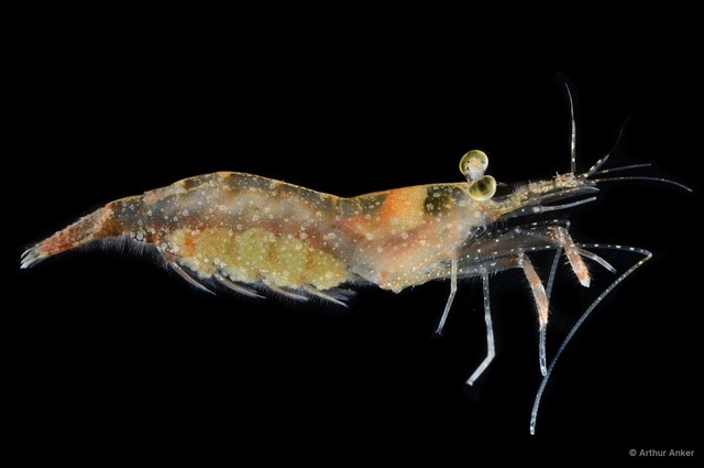 Nikoides danae