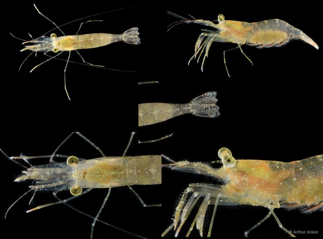 Nikoides gurneyi