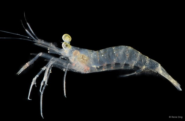 Nikoides gurneyi