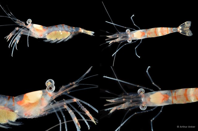 Nikoides sibogae