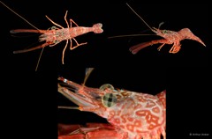 Cinetorhynchus hendersoni • © Arthur Anker • All Rights Reserved