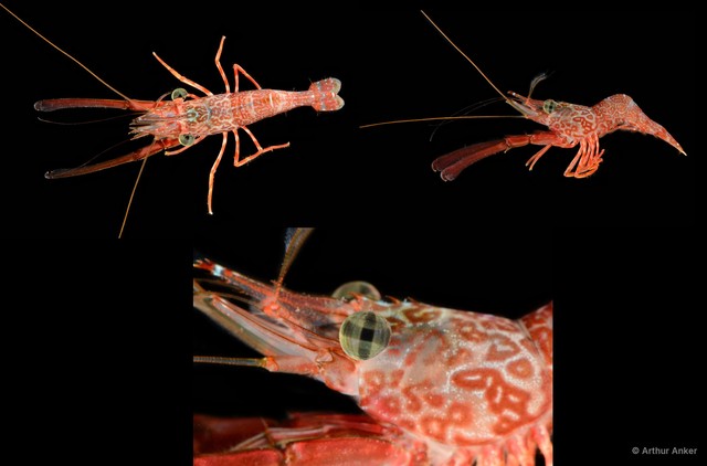 Cinetorhynchus hendersoni • © Arthur Anker • All Rights Reserved