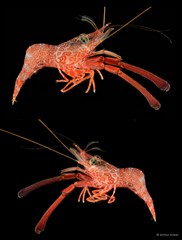 Cinetorhynchus hendersoni • © Arthur Anker • All Rights Reserved