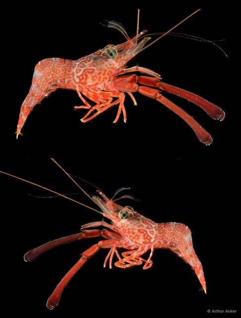 Cinetorhynchus hendersoni