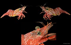Cinetorhynchus hendersoni • © Arthur Anker • All Rights Reserved
