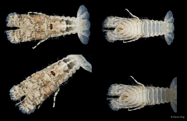Scyllaridae sp. "1" • © Rene Ong • All Rights Reserved
