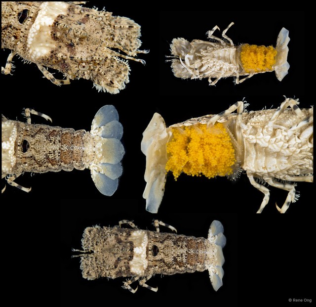Scyllaridae sp. "2" • © Rene Ong • All Rights Reserved