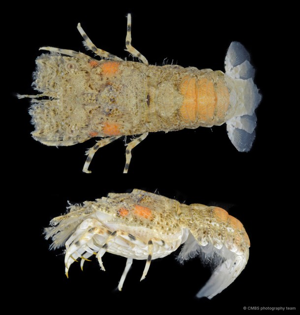 Scyllaridae sp. "4" • © CMBS photography team • All Rights Reserved
