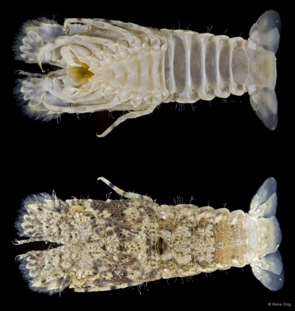 Scyllaridae sp. "6" • © Rene Ong • All Rights Reserved