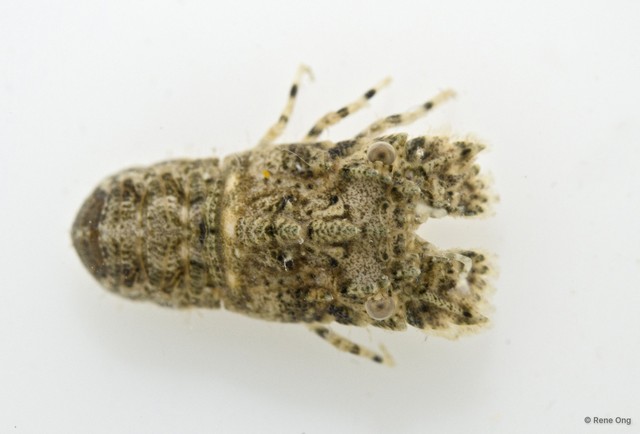 Scyllaridae sp. "7" • © Rene Ong • All Rights Reserved