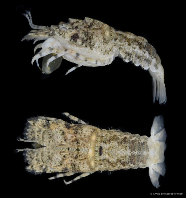 Scyllaridae sp. "8" • © CMBS photography team • All Rights Reserved