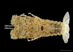 Scyllaridae sp. "9"
