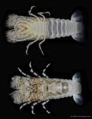 Biarctus sordidus • © CMBS photography team • All Rights Reserved