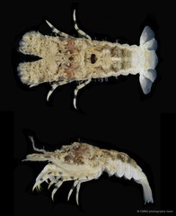 Biarctus sordidus • © CMBS photography team • All Rights Reserved