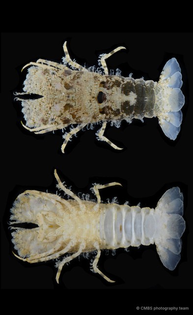 Biarctus vitiensis • © CMBS photography team • All Rights Reserved