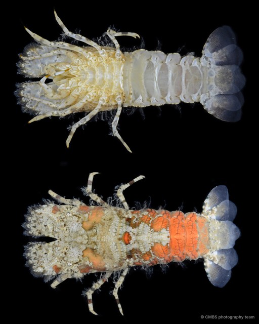 Crenarctus bicuspidatus • © CMBS photography team • All Rights Reserved