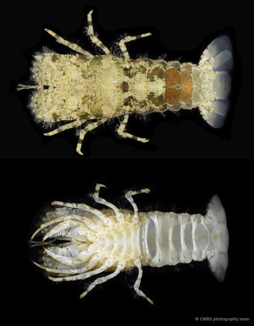 Petrarctus sp. "aff. 1" • © CMBS photography team • All Rights Reserved