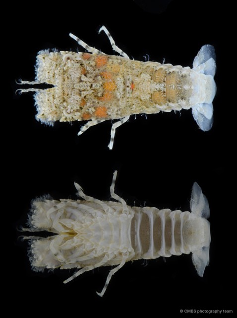 Petrarctus sp. "aff. 2" • © CMBS photography team • All Rights Reserved