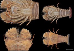 Thenus orientalis • © Arthur Anker • All Rights Reserved