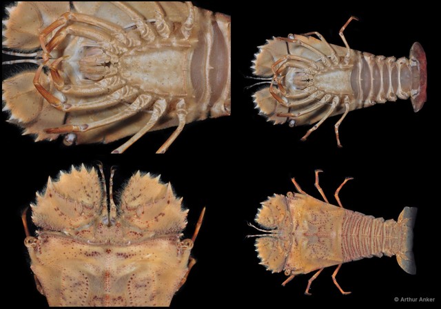 Thenus orientalis