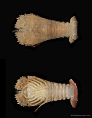 Thenus orientalis • © CMBS photography team • All Rights Reserved