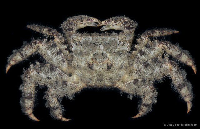 Sesarmidae sp. "JS-2218" • © CMBS photography team • All Rights Reserved