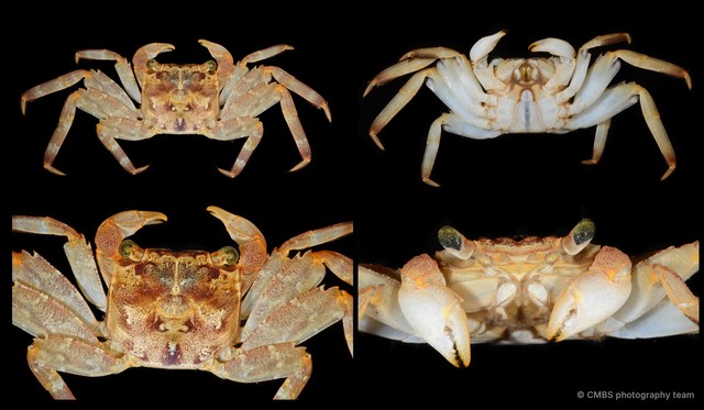 Sesarmidae sp. "SS-0338" • © CMBS photography team • All Rights Reserved