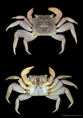 Sesarmidae sp. "SS-1041A"