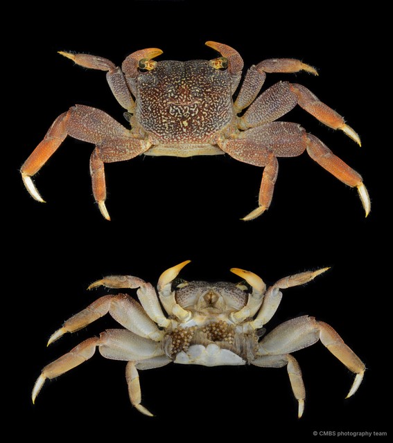 Sesarmidae sp. "SS-1041B" • © CMBS photography team • All Rights Reserved