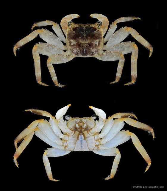 Sesarmidae sp. "SS-1043" • © CMBS photography team • All Rights Reserved