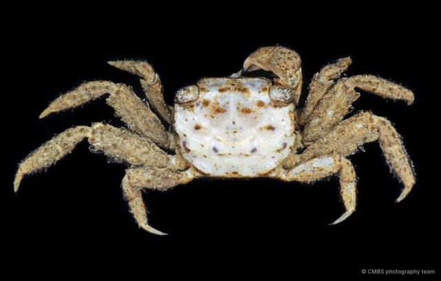 Clistocoeloma sp. "JS-2322" • © CMBS photography team • All Rights Reserved