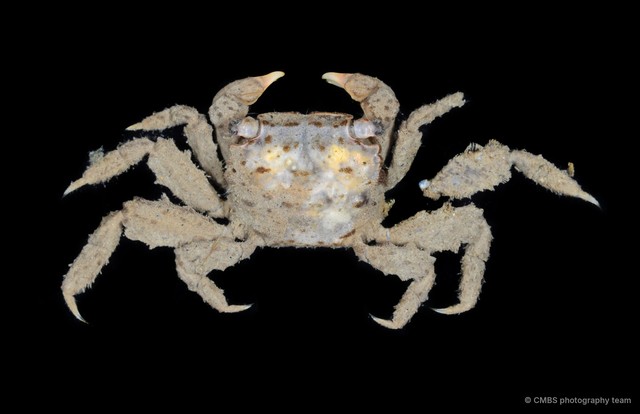 Clistocoeloma merguiense • © CMBS photography team • All Rights Reserved