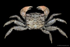Clistocoeloma merguiense • © CMBS photography team • All Rights Reserved