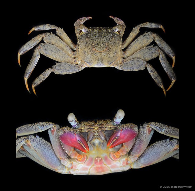 Episesarma sp. "JS-2321" • © CMBS photography team • All Rights Reserved