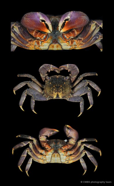 Episesarma mederi