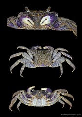 Episesarma versicolor • © CMBS photography team • All Rights Reserved