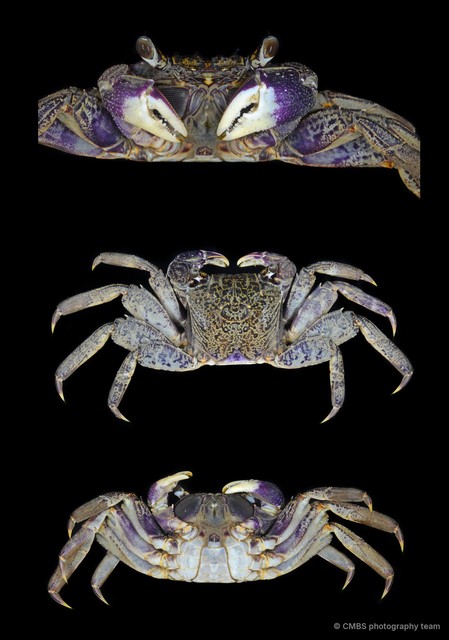 Episesarma versicolor • © CMBS photography team • All Rights Reserved