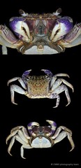 Episesarma versicolor • © CMBS photography team • All Rights Reserved