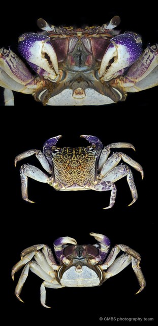 Episesarma versicolor