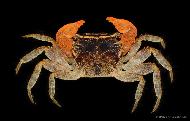 Fasciarma fasciatum • © CMBS photography team • All Rights Reserved