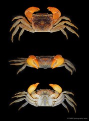 Fasciarma fasciatum • © CMBS photography team • All Rights Reserved