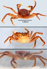 Geosesarma peraccae
