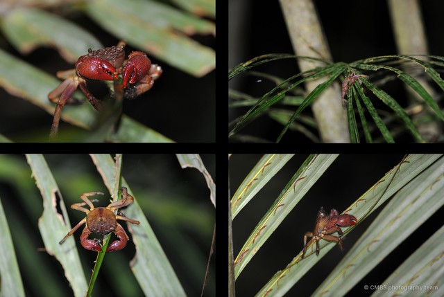 Labuanium politum