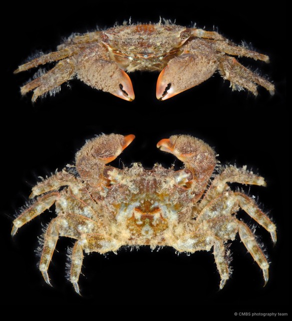 Nanosesarma sp. "5f4032d7" • © CMBS photography team • All Rights Reserved